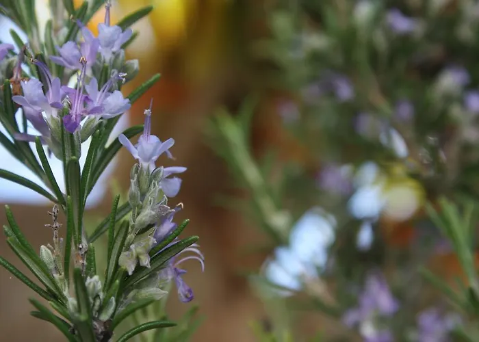 Gospodarstwo wiejskie Isabel *