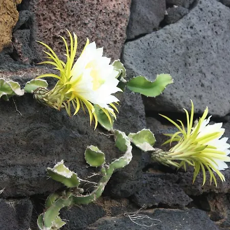 Country house Isabel