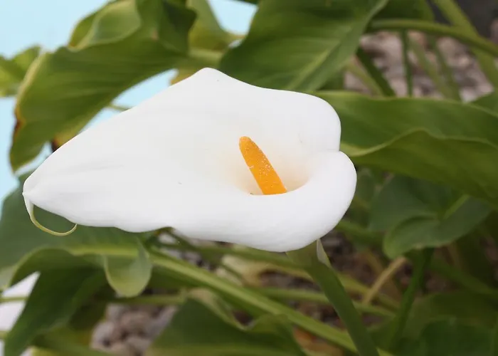 乡村民宿 芬卡伊莎贝尔乡村民宿 *